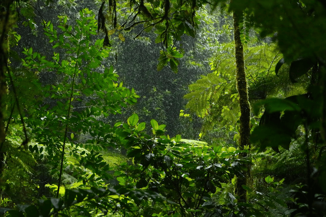 Lush rainforest in Costa Rica