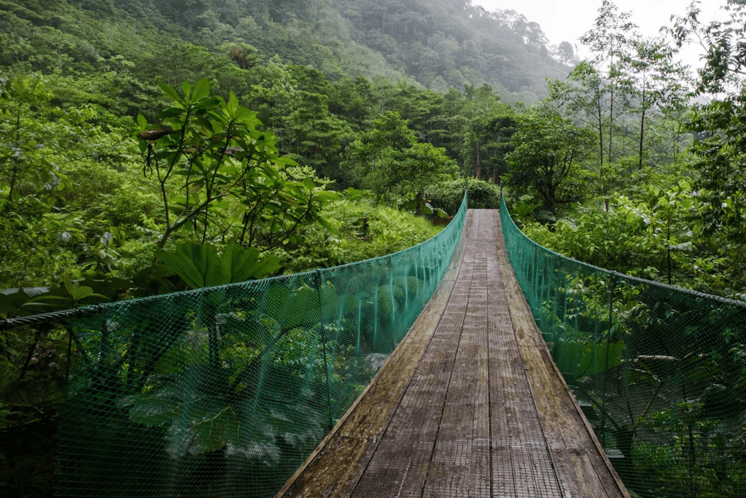 Rainforest suspension bridge in Costa Rica