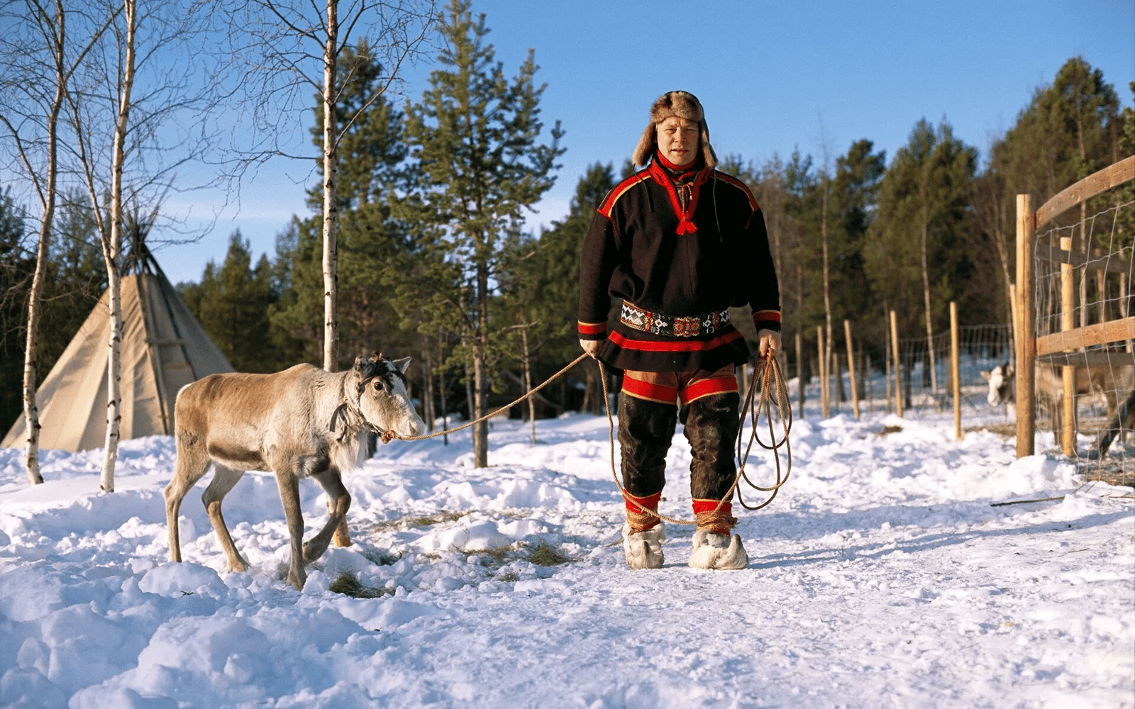 Reindeer experience in snowy northern Scandinavia