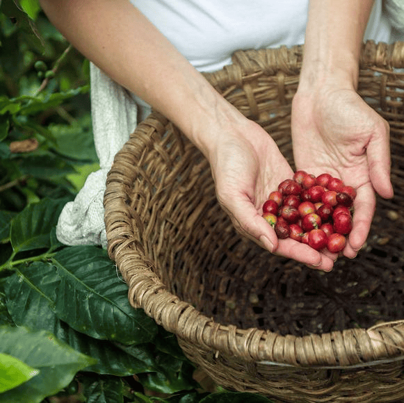 Coffee cooperative visit in Costa Rica