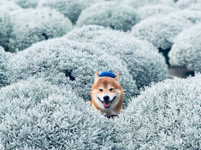 21秋冬花季大賞 帶著相機開啟花香四溢的田間漫步之旅