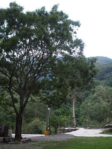 P1014447.JPG - 1040906第八露 拉拉山樂野(山蘇的故鄉)