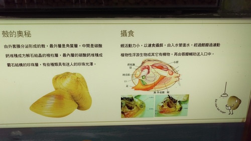 imag5263_25346081373_o.jpg - 第七天立川漁場花蓮夜市
