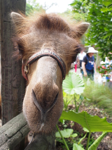 P5219550.JPG - 1060521動物園農夫職人成長之路