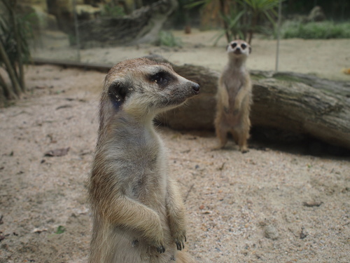 P5219633.JPG - 1060521動物園農夫職人成長之路