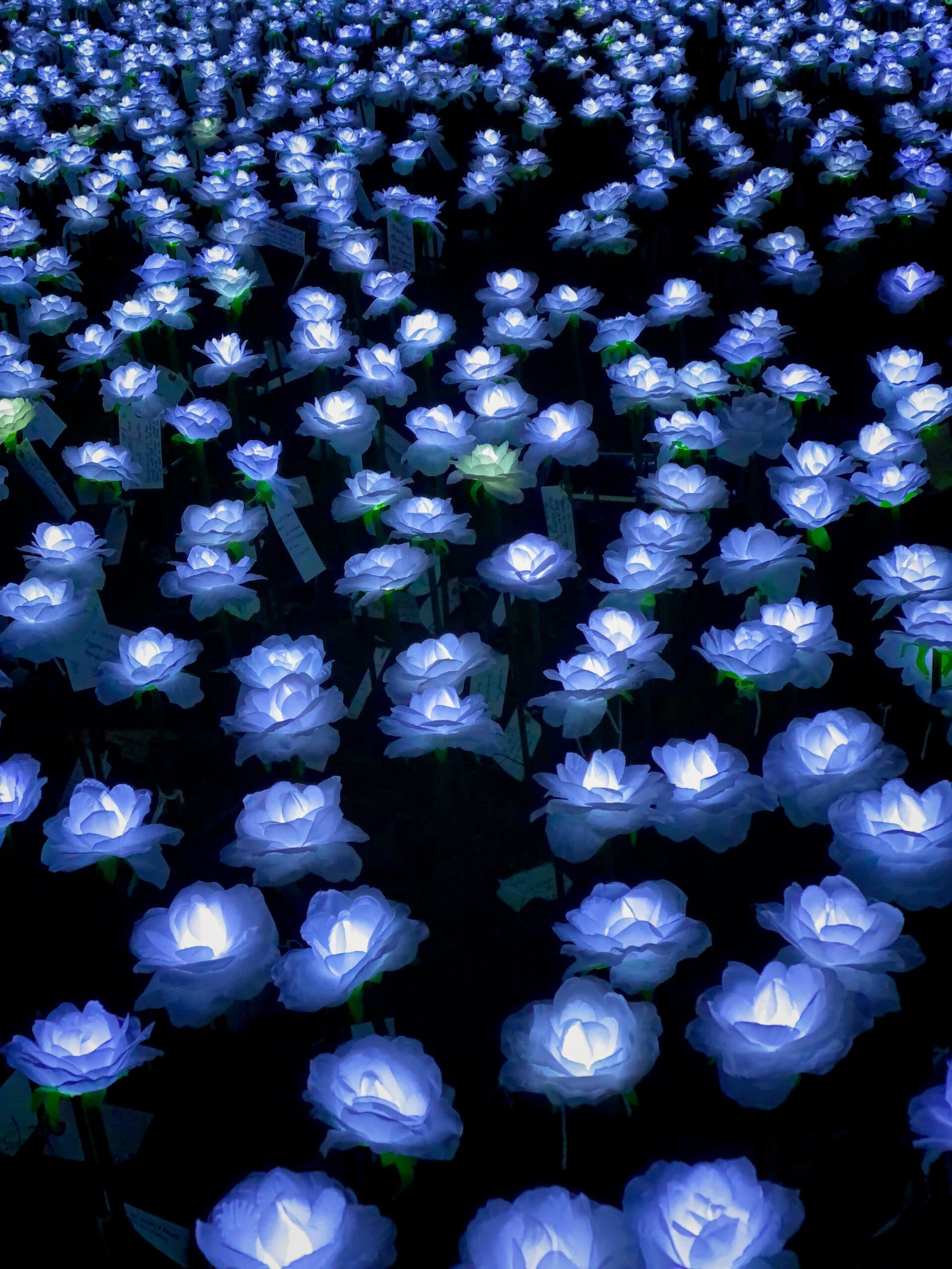 Flowers in London shot on iPhone