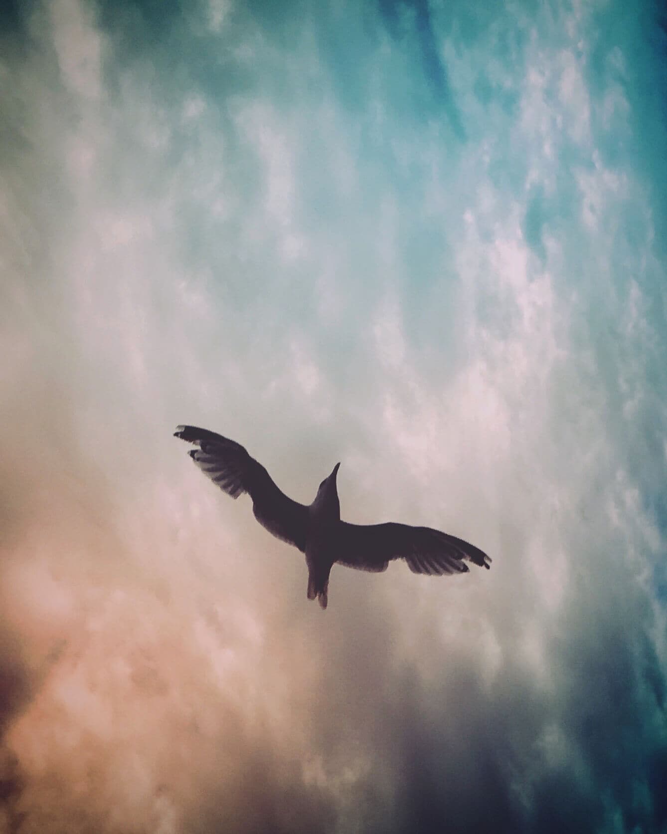 A flying bird shot on iPhone