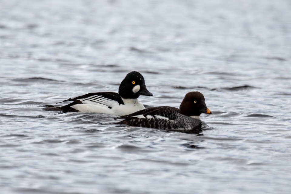 A Complete Guide to Bird Photography