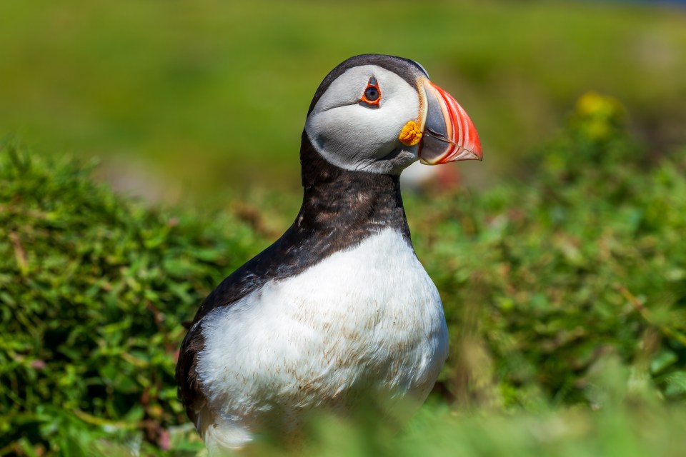 Auks, Puffins, Murres, and Guillemots are all part of the Alcidae family of birds