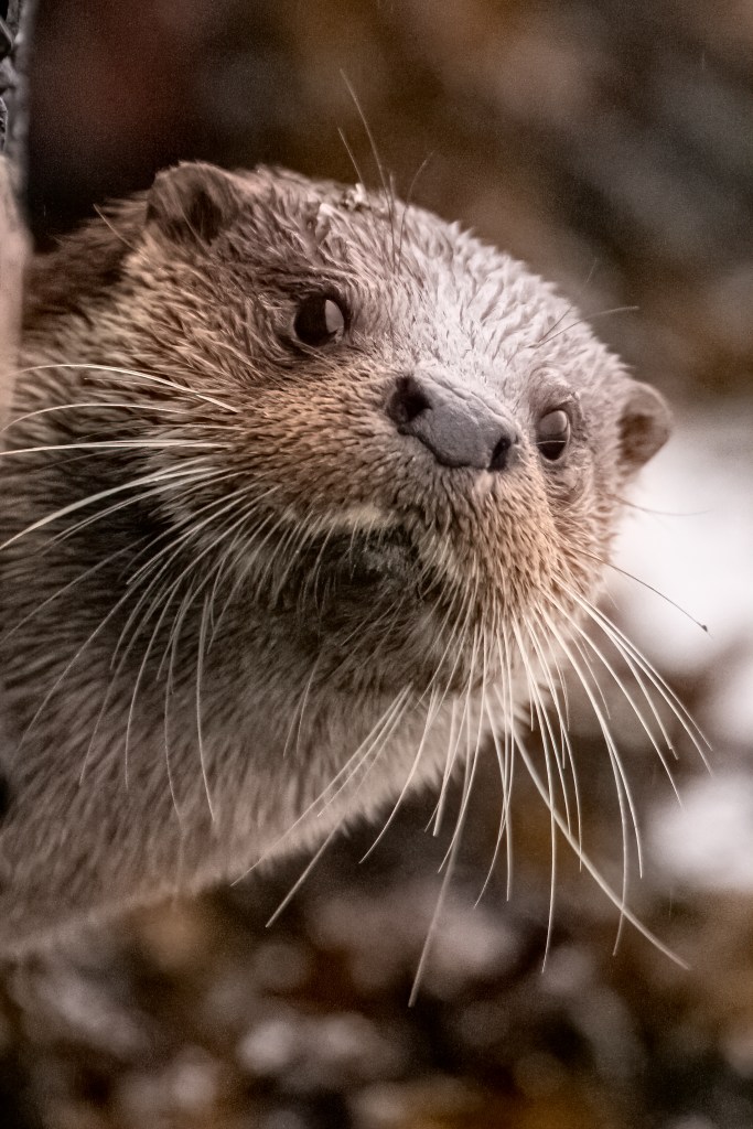 Eurasian Otter (Lutra lutra)