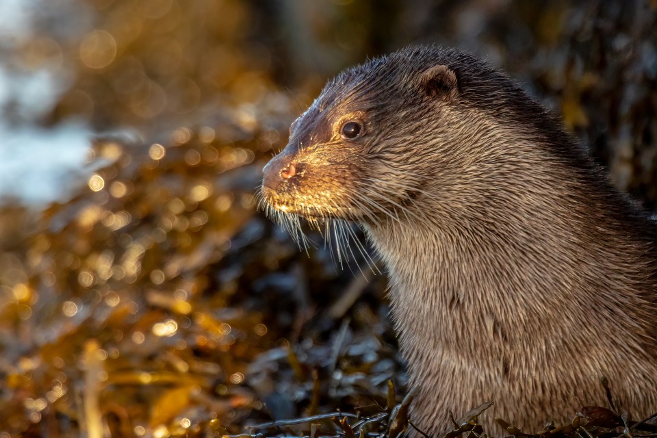Eurasian Otter