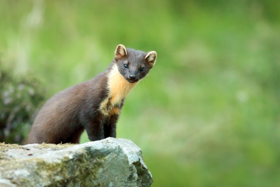 Pine Marten