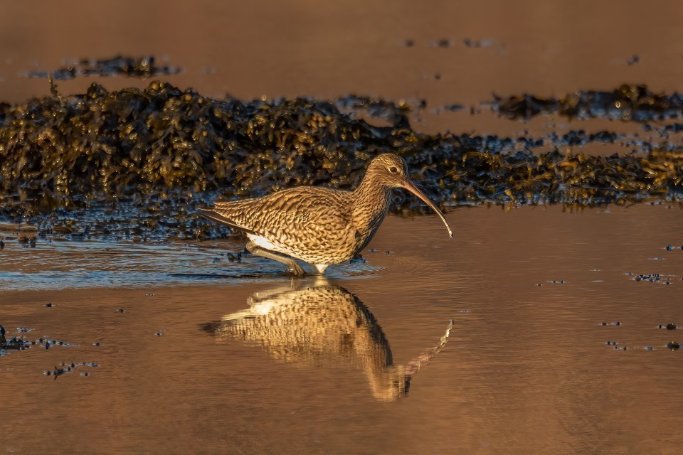 A complete guide to bird photography