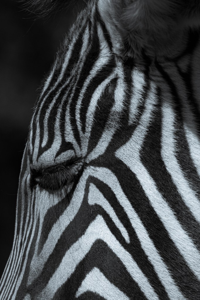 Zoo Photography