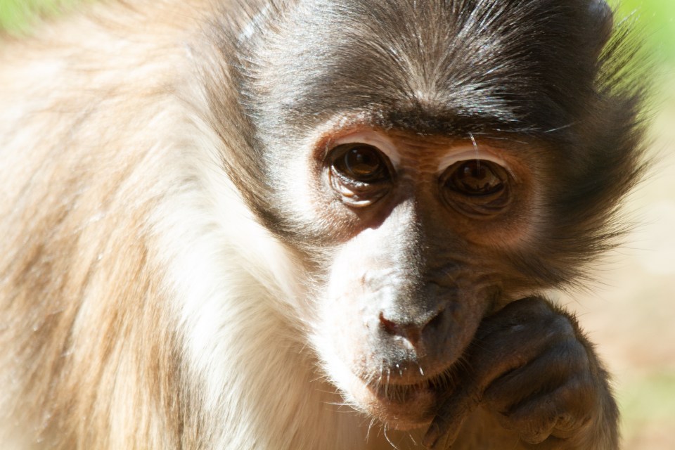 Zoo Photography