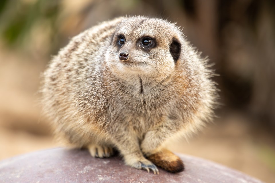 Zoo Photography