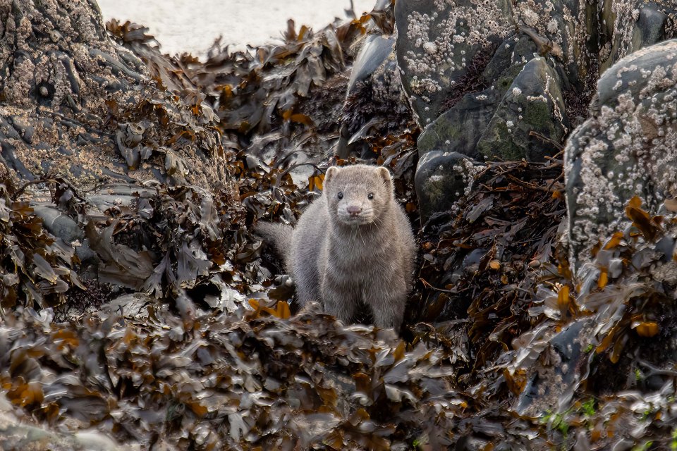 American Mink
