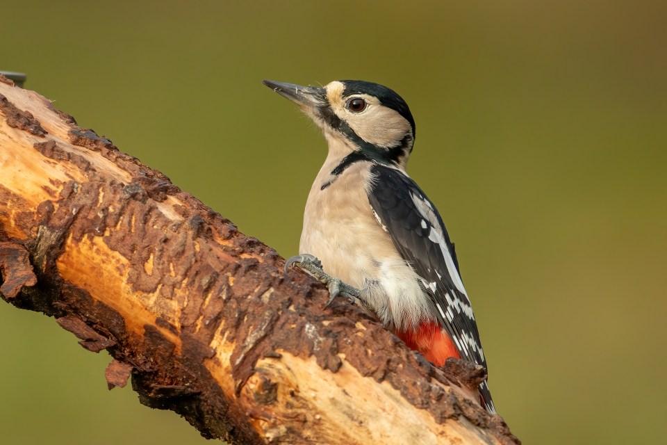Great Spotted Woodpecker