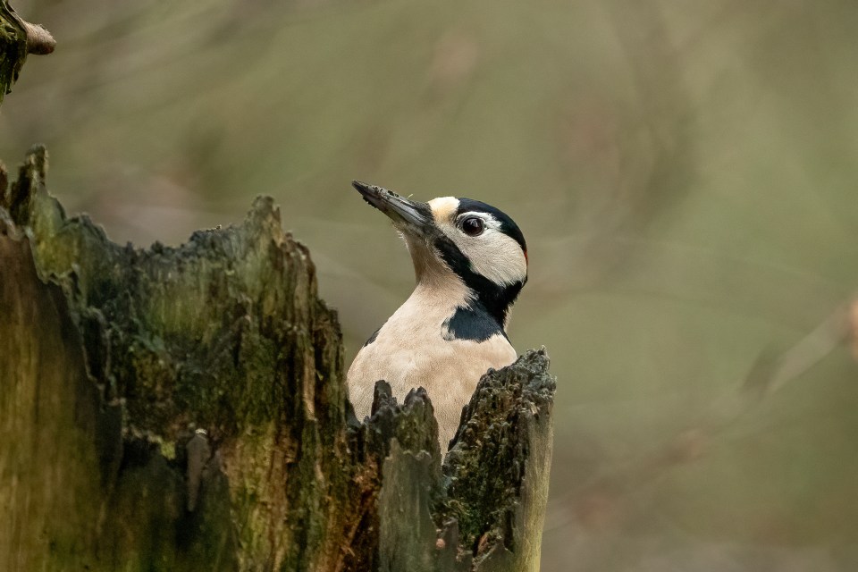 Woodpeckers belong to the family of birds known as Picidae