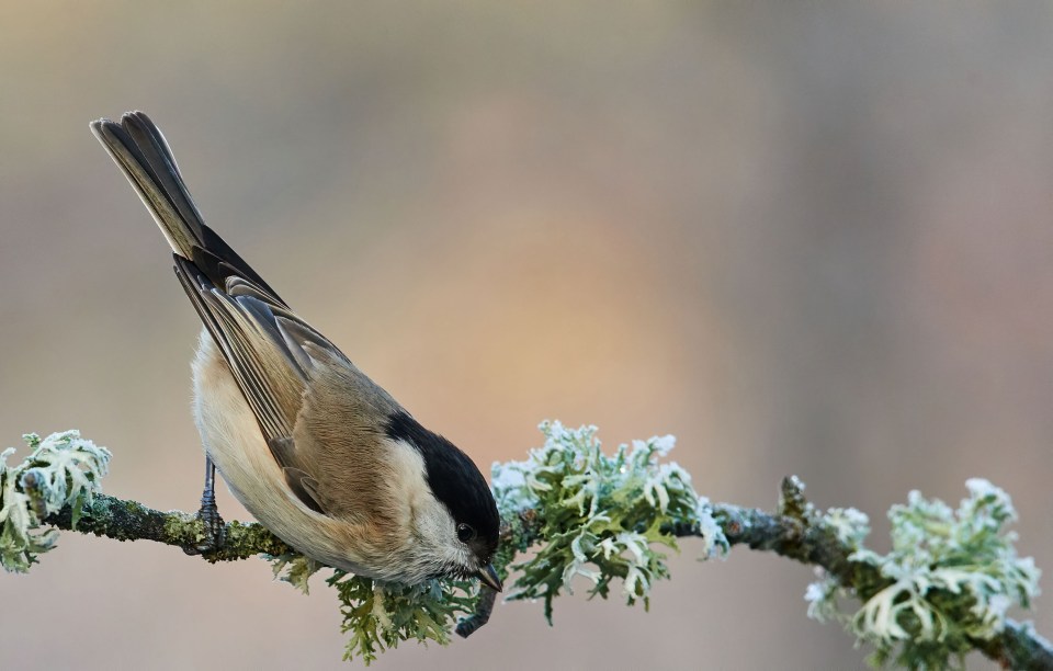 Marsh Tit