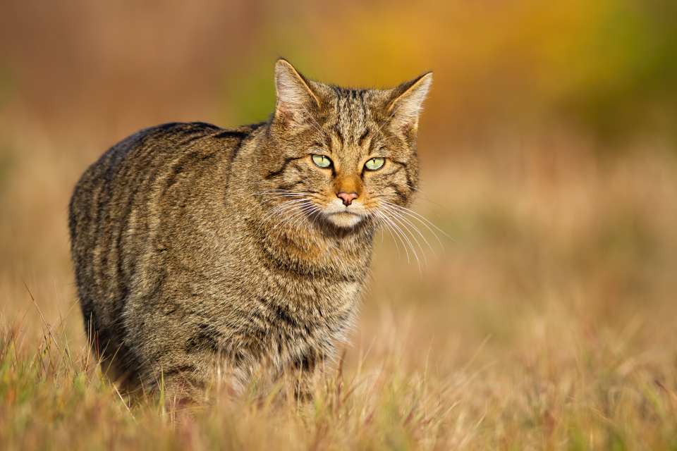 European Wildcat
