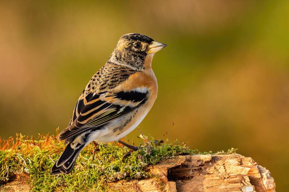 Brambling (Fringilla Montifringilla)