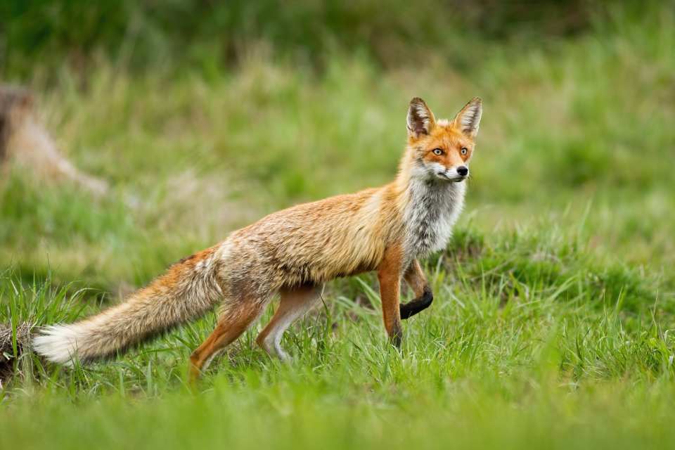 Red Fox (Vulpes vulpes)