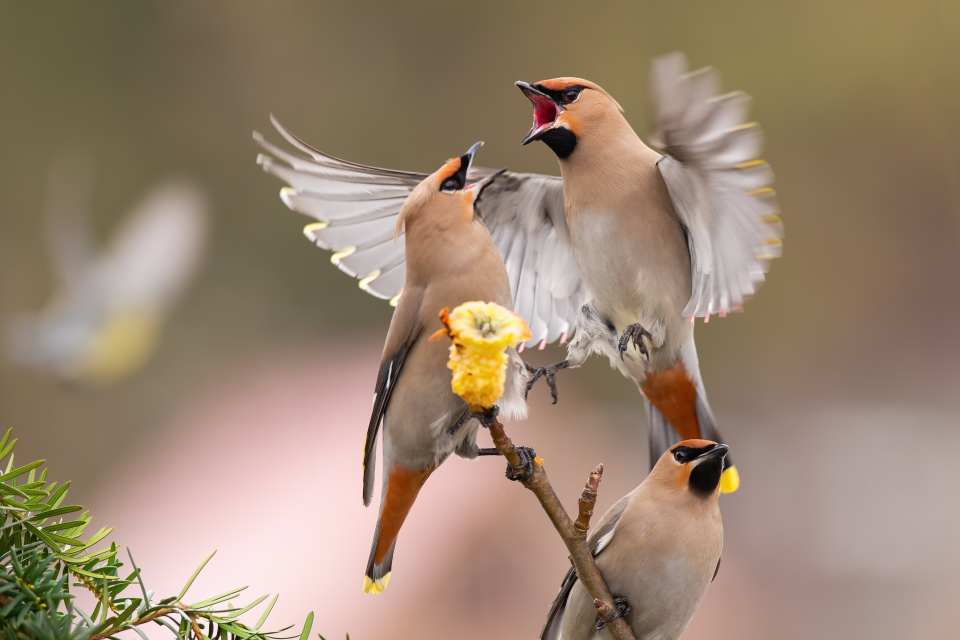 Bohemian Waxwing (Bombycilla garrulus)