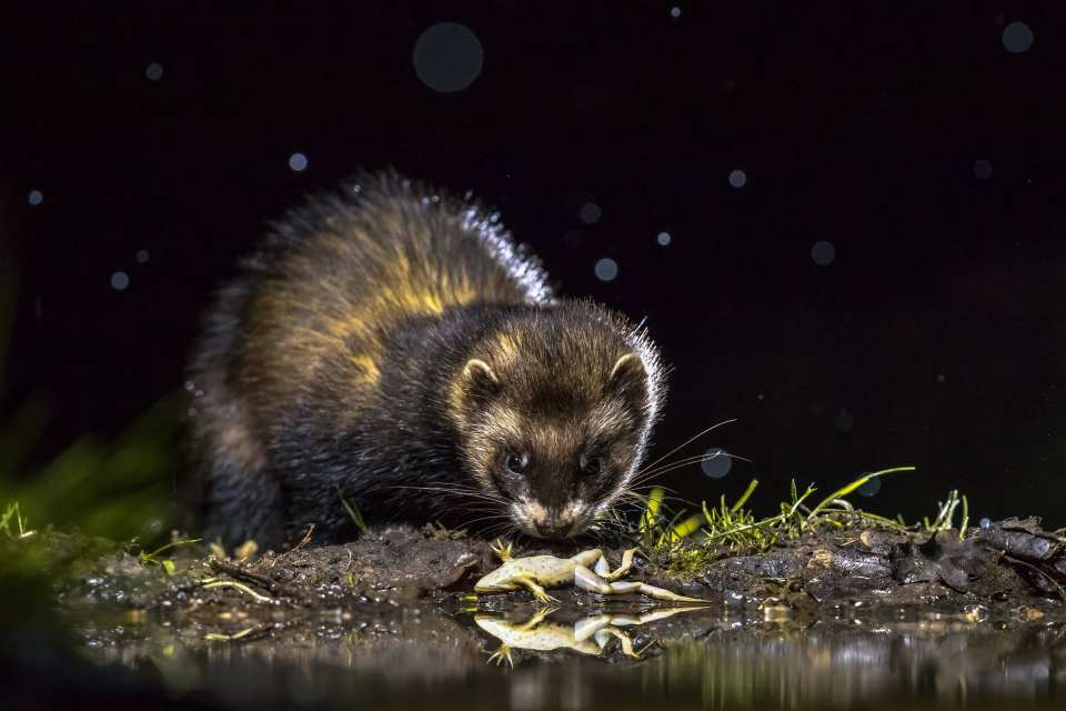 European Polecat (Mustela putorius)