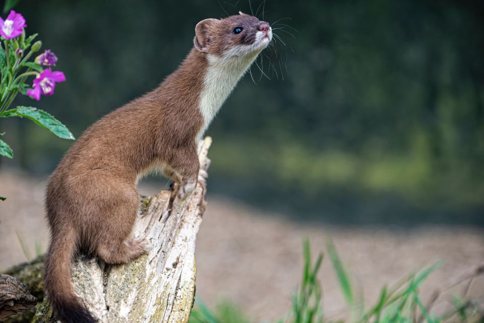 Stoat (Mustela erminea)