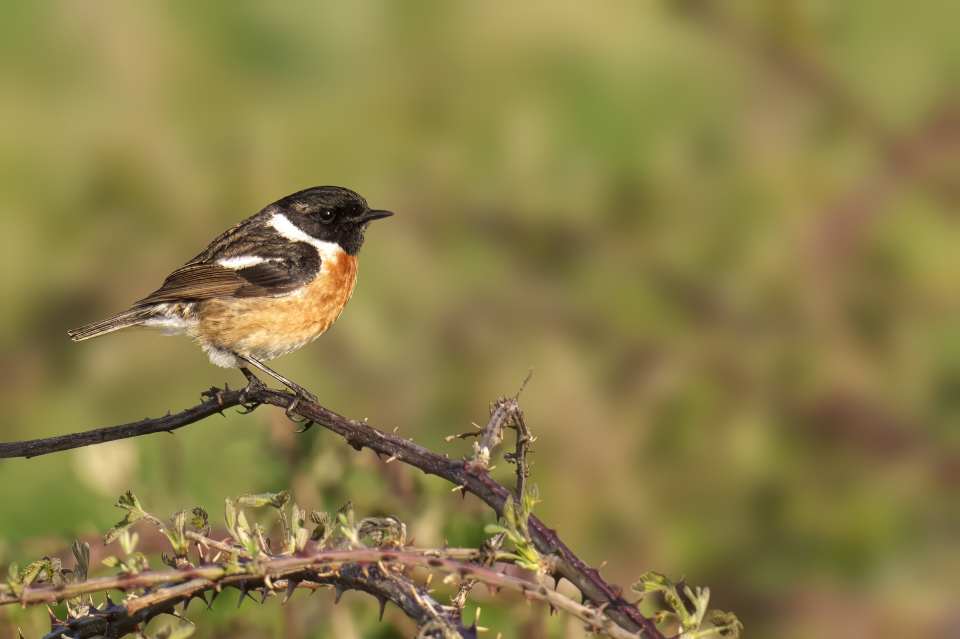 Stonechat (Saxicola rubicola)