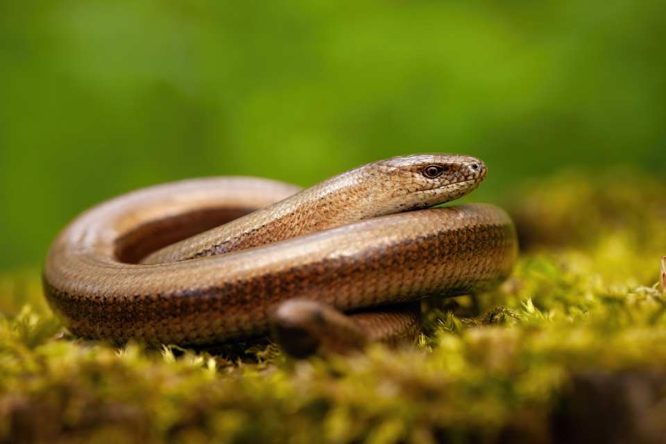 Slow Worm