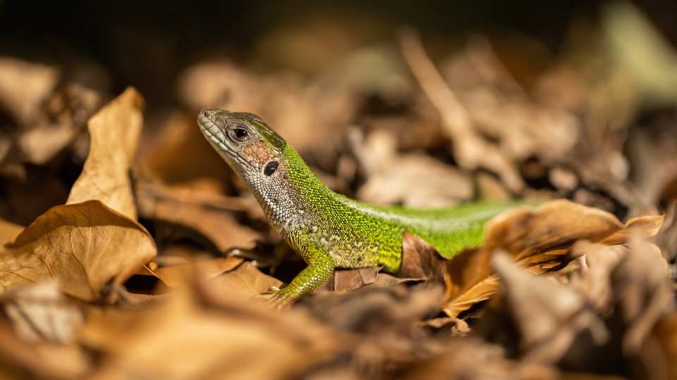Sand Lizard (scientific name Lacerta agilis)