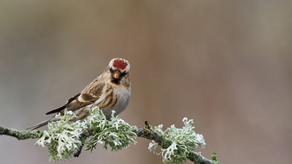 Common Redpoll