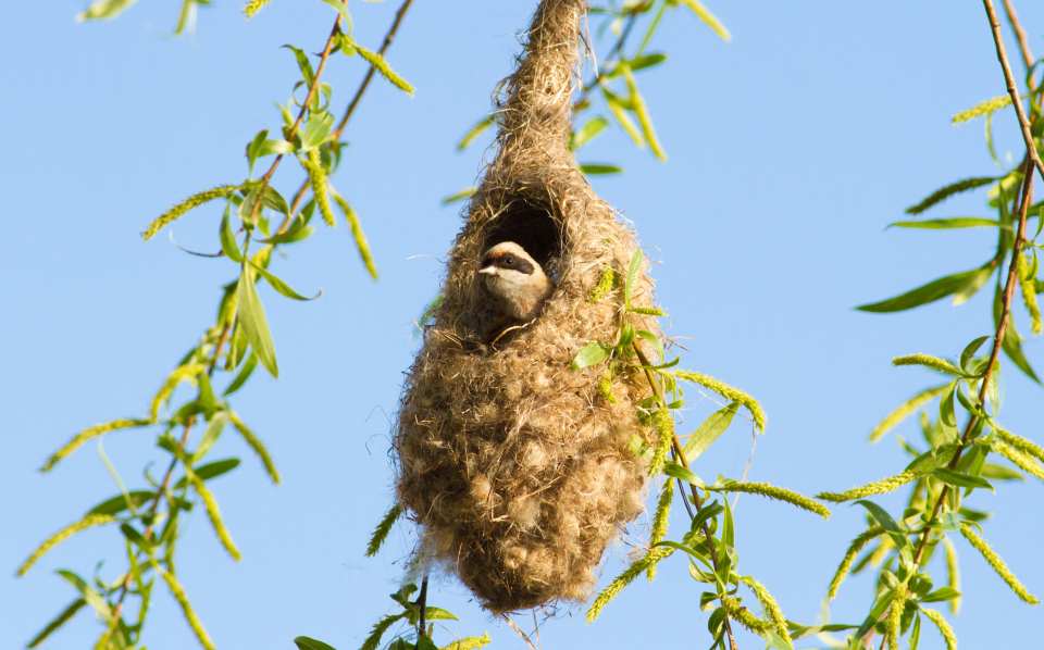 Penduline Tit (Remiz pendulinus)