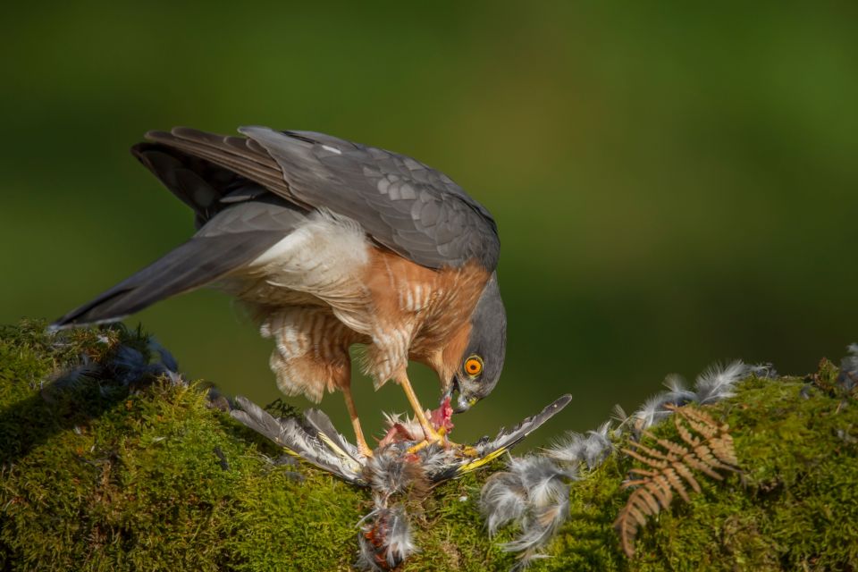 Eurasian Sparrowhawk