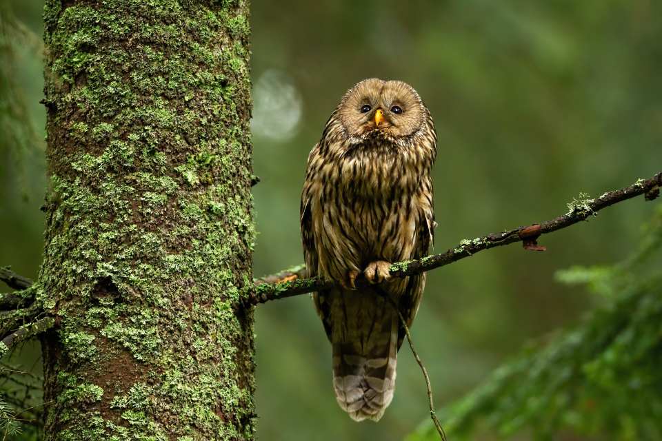 Tawny Owl (Strix aluco)