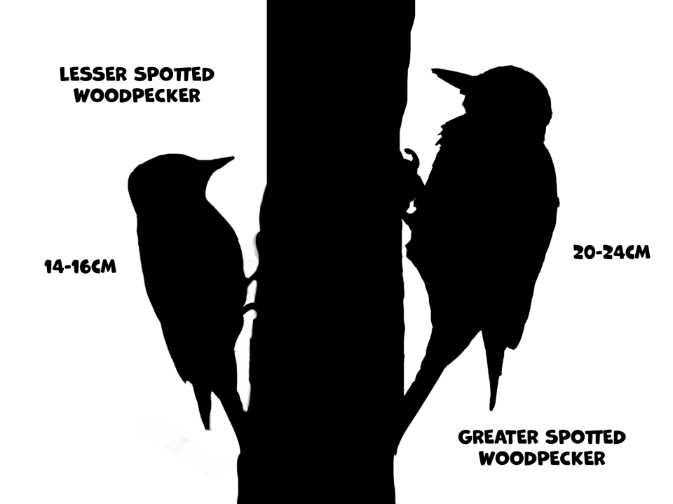 Size Comparison
