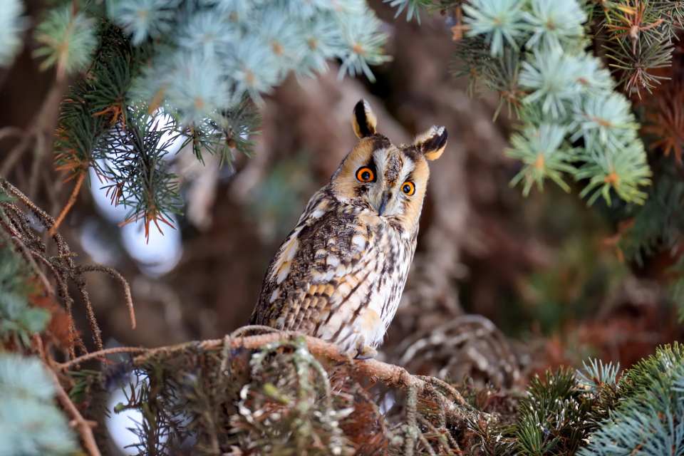 Long-eared Owl