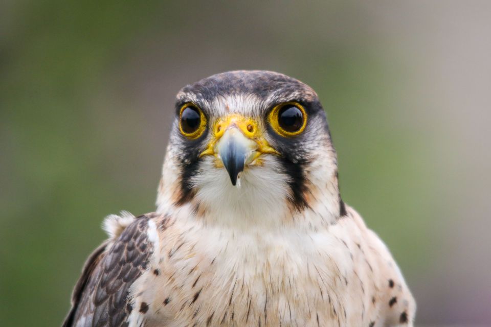 Falcons and Caracaras are part of the Falconidae family of birds