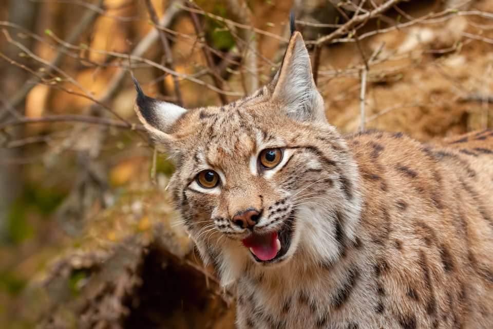 Eurasian Lynx