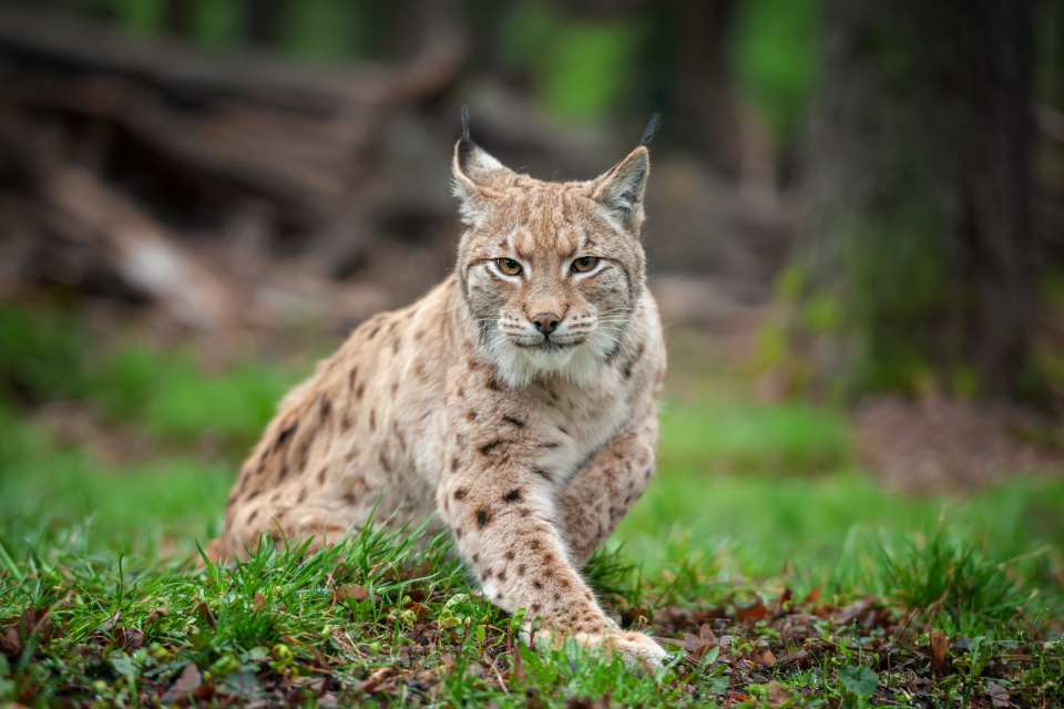 Eurasian Lynx