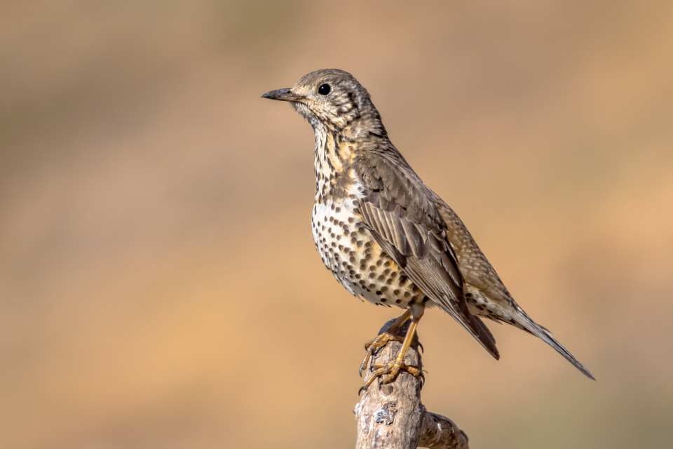 Mistle Thrush