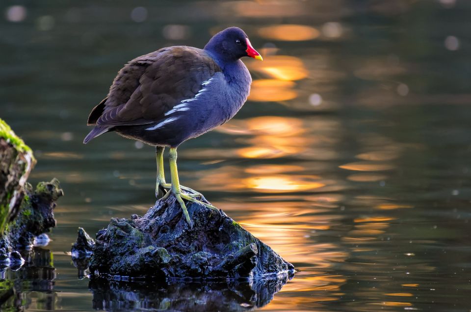 Adult Moorhen