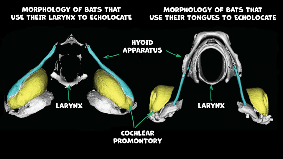 Bat Echolocation