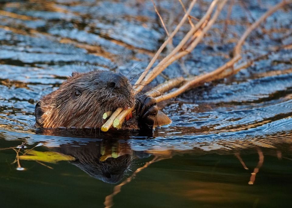 Eurasian Beaver