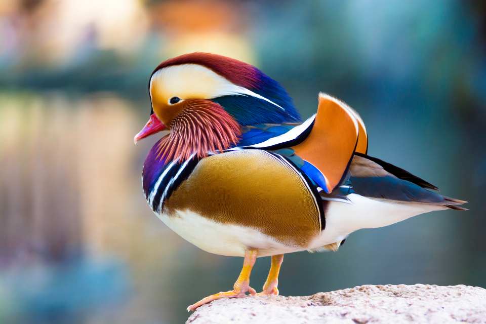 Mandarin Duck