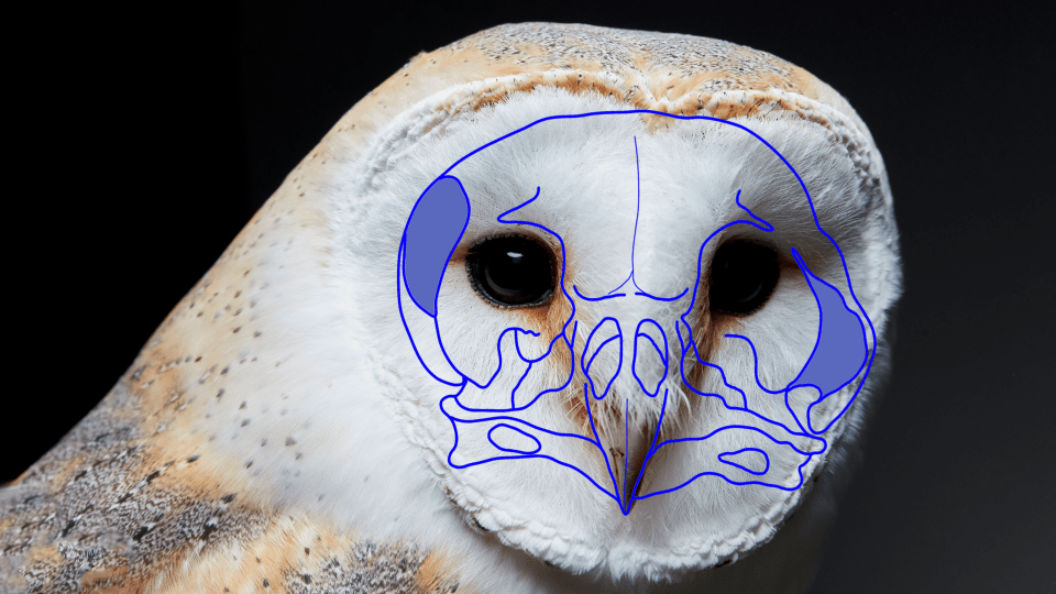 Barn Owl Ears