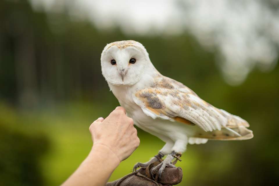 Barn Owl