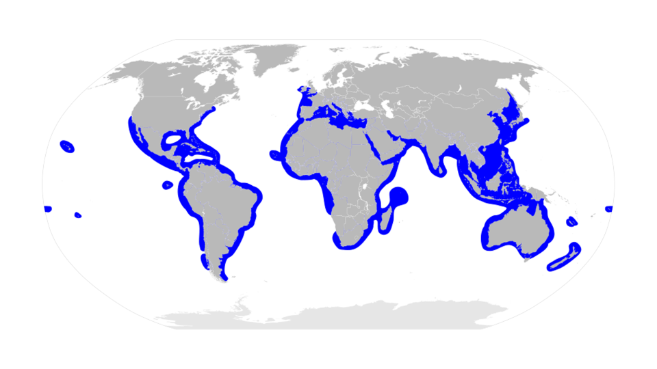 Hammerhead Sharks Distribution Worldwide